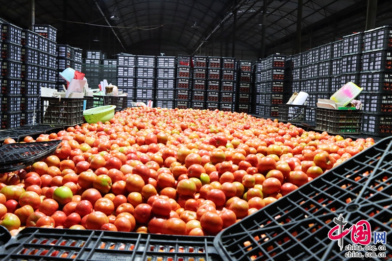 云南元谋 一棵“菜”兴一座城，新鲜蔬菜批发铸就产业传奇