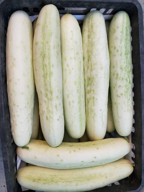 舌尖上的田园春色 远东春生鲜白皮老黄瓜，京津冀满68元即享新鲜到家