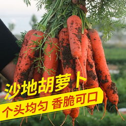 新鲜蔬菜批发新选择 10斤带箱胡萝卜，健康便捷直达餐桌
