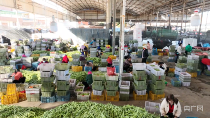 开年看一线|云南元谋 “南菜北运”为北方餐桌增添南方风味