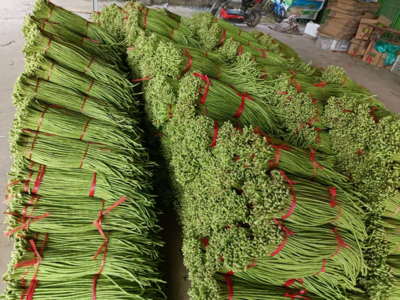 山东兰陵青条豆角批发行情分析 1.50元/斤的新鲜蔬菜市场潜力